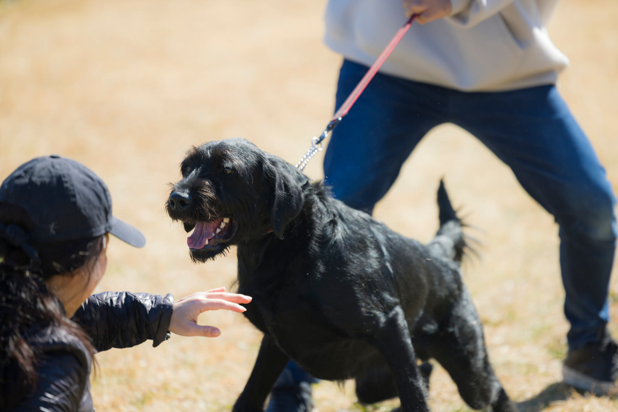 大型犬に合ったリード選びが重要な理由